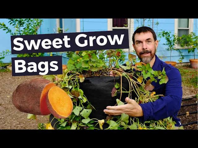 Download MP3 EASY PLANTING SWEET POTATO IN GROW BAGS