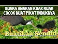 Download Lagu Suara anakan Ruak Ruak Buat pikat induknya paling Ampuh langsung ngumpul