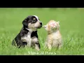 Download Lagu 24 hours of deeply relaxing music for cats and dogs ! Music helps your dog and cat relax!