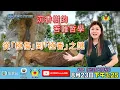 Download Lagu 地球大神秘 #58 沉香樹的苦難哲學，從「極傷」到「極香」之謎