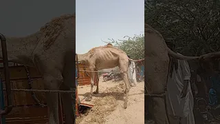 ناقة ترفض ركوب السيارة وسط رمال الصحراء  ناقة ترفض ركوب السيارة وسط رمال الصحراء