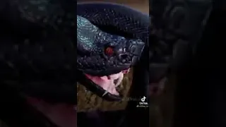 اغنية كمي وان كمي ومي 