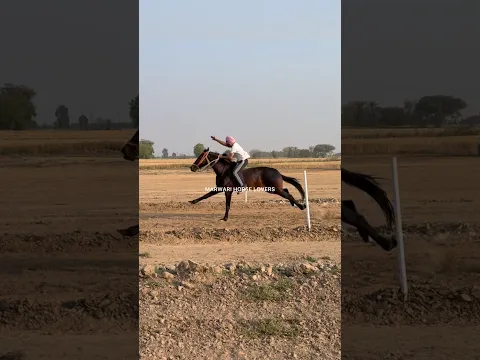 Bareback horse racing #horse #gallopracer #horsetrack #horseriding #equestrianjourney