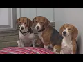 Rescued beagles from Wisconsin facility now recovering in Davenport