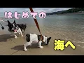 Download Lagu まるちゃん初めての淡路島！初めての海はどうだったかな？