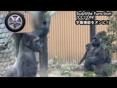 Download MP3 Ein vom Gorillasohn geworfener Reifen trifft den Vater. Familie Momotaro