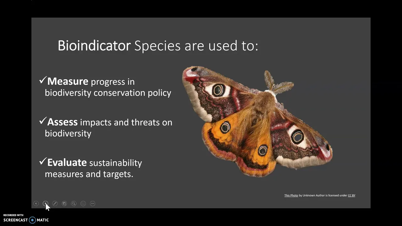 Bioindicator Species - Birds