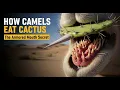 How Camels Eat Cactus The Incredible Armored Mouth Explained
