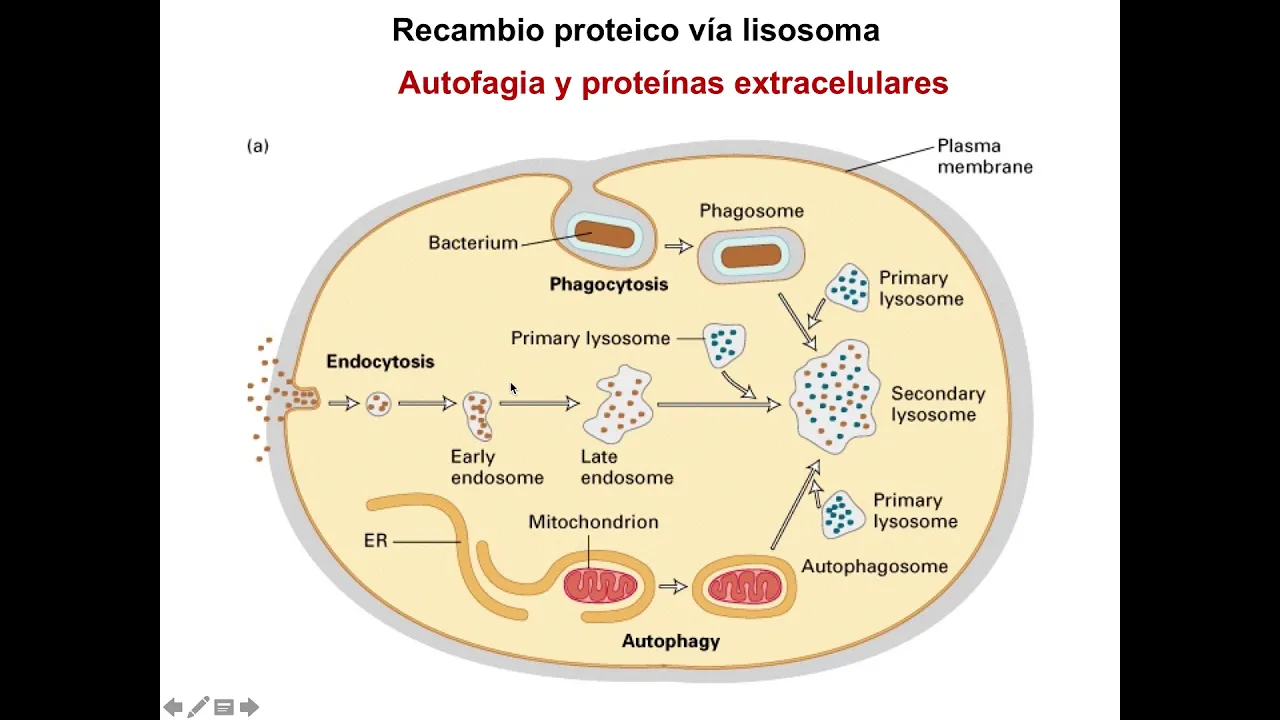 Metabolismo de proteínas - Digestivo, Renal y Endócrino