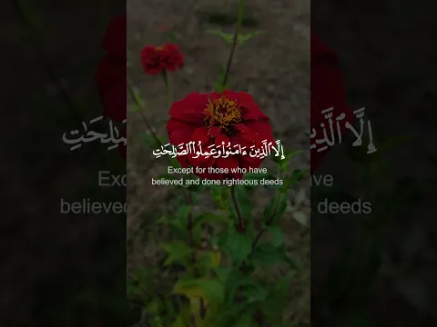 Stop scrolling—hear the verse, then the meaning!#quranrecitation #qurantranslation #islamiclearning