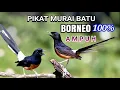 Download Lagu 🛑MP3 PIKAT MURAI BATU BORNEO..YANG JAUH BAKAL MENDEKAT❗