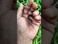 Download Lagu Don't let him bite you 😱 #anyuniqueanimals #nature #wildlife #centipede #scary
