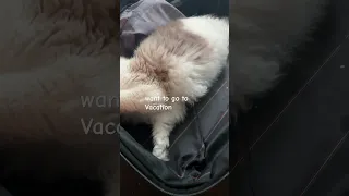 عندما يقرر إيروه وميشتي أن وقت الإجازة قد حان ويختبئان داخل الحقيبة  قطة  شورت  مضحك دندنها