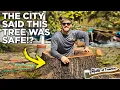 The City Tried to SHUT DOWN Our Job Site Hollow Tree Removal