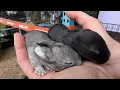 Tamuk Rabbits on the homestead
