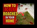 Need To ELIMINATE Roaches Palmetto Bugs In Your Home TRY THIS
