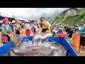 Harvesting 100Kg Giant Catfish, Use 3-Wheeled Truck Transport Many Catfish Goes To Market Sell