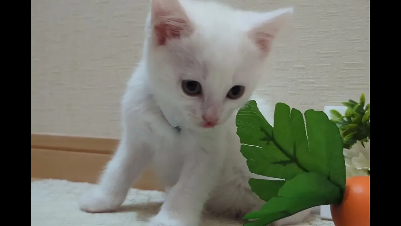 動画
