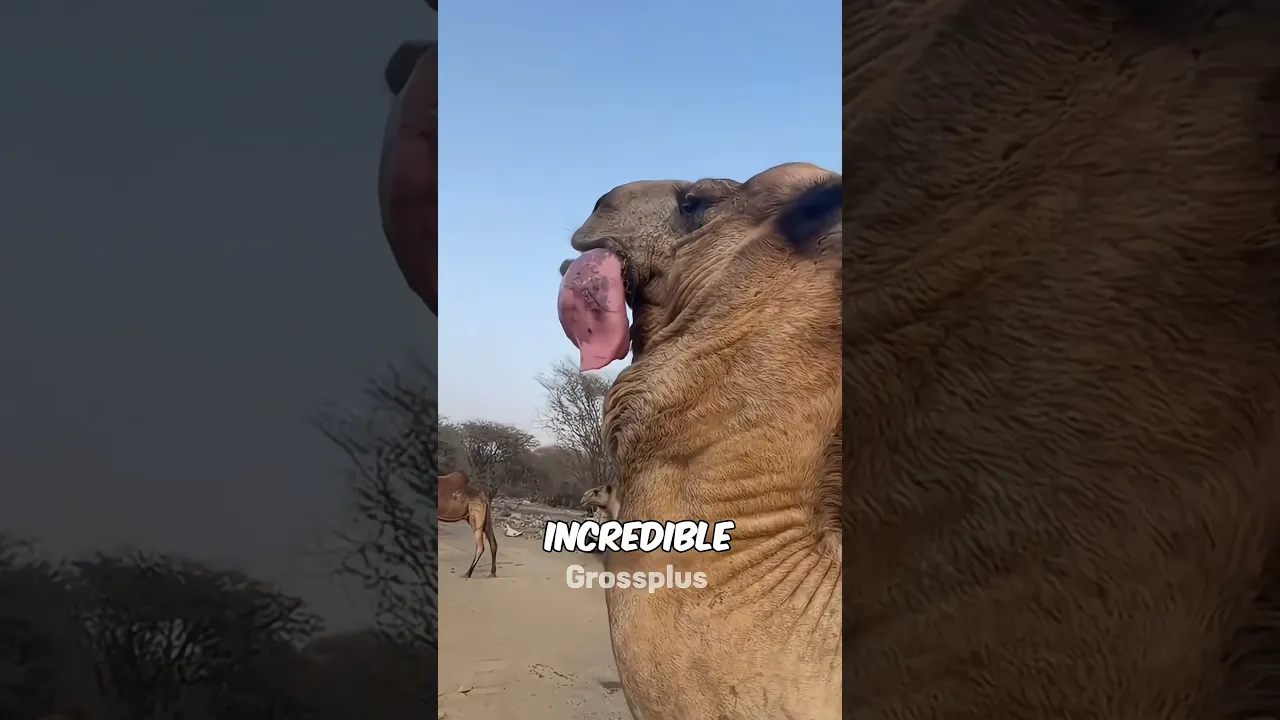Camel #shorts #science