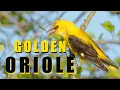 Download Lagu Bird sounds - Golden oriole call, birds singing