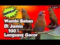 Download Lagu wambi betina memanggil wambi jantan