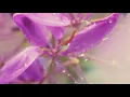 Sehnsucht - Aljosha Konstanty & Direct