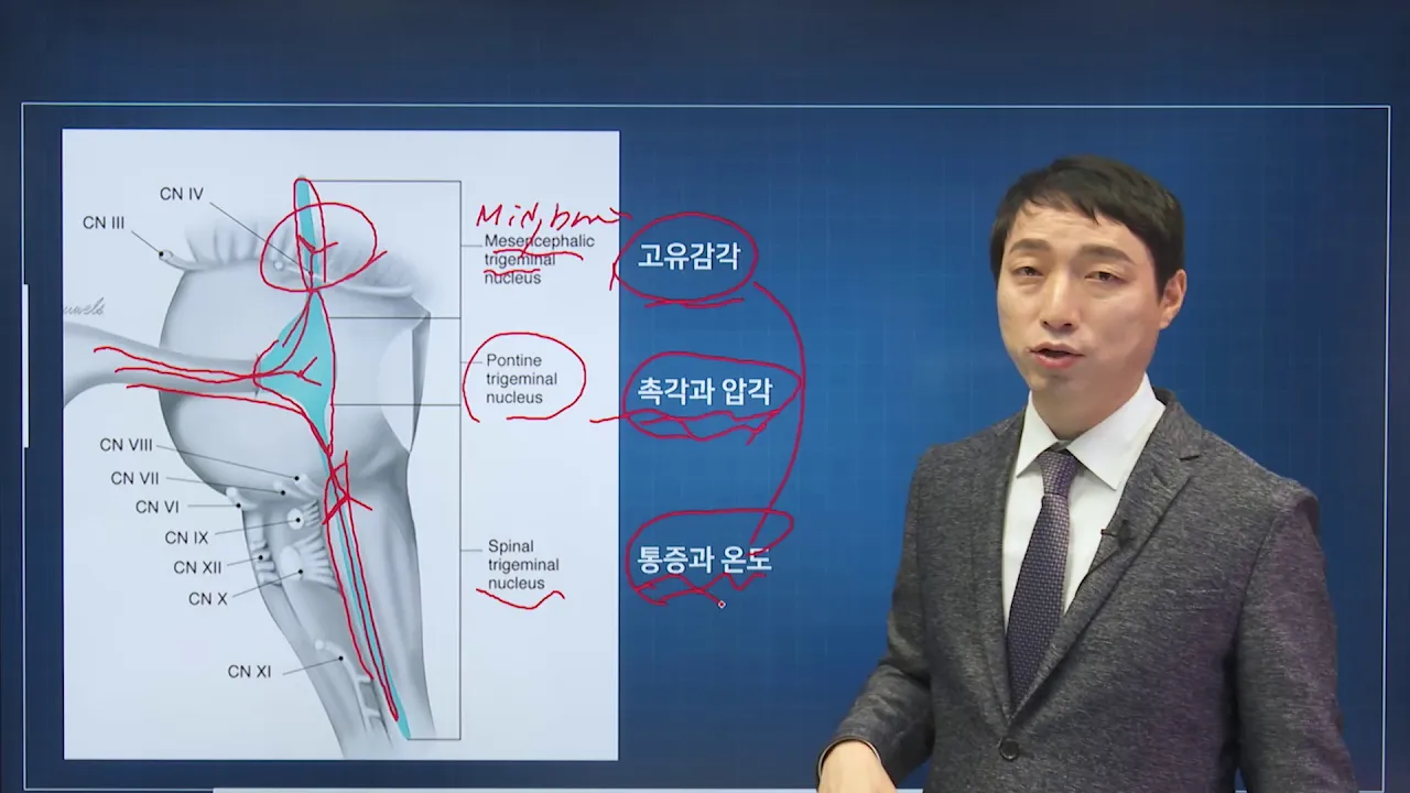 신경과학(신경해부학) 31강 삼차신경 trigeminal nerve, 얼굴신경 fascial nerve 안면신경