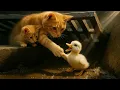 Download Lagu Mom Cat And Kitten Rescue Duckling That Fell Down Sewer | Touching Story