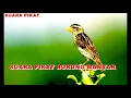 Download Lagu SUARA PIKAT BURUNG MANYAR