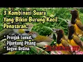 Download Lagu Suara Pikat Burung PRENJAK BAWAH Kombinasi Suara Pijantung ribut dan Sogon Betina.
