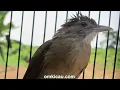 Download Lagu Kicauan Kapas Tembak Super Gacor Dijamin Ampuh Buat Pancingan