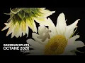 Gaussian Splats in OctaneRender 2026