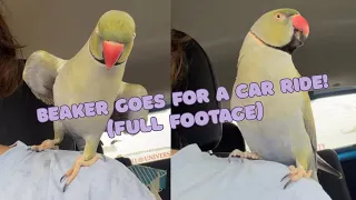 Beaker talking and dancing in the car! (Full footage)