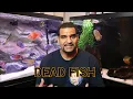 Aquarium Smell - Why and How To Fix It (Quick & Slow Way)