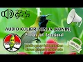 Download Lagu Masteran Jernih Kolibri Ninja (KONIN) Pilihan Juri Senasional Juara No.1 Gacor Full Tembakan #konin