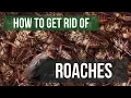 How To Get Rid of Cockroaches Guaranteed - 4 Easy Steps