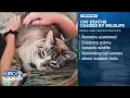 Kent cat deaths caused by wildlife