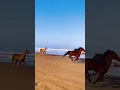 Download Lagu Horse!__The_galloping_horse!_🐴 . . . #horse_#horsepower_#white black brown horse