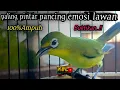 Download Lagu CIAK CIAK JOSS KECIAL KUNING AMPUH||PANCINGAN KECIAL MALAS BUNYI||