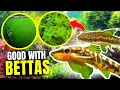 Algae Eaters That Won t Get Eaten by Your Betta
