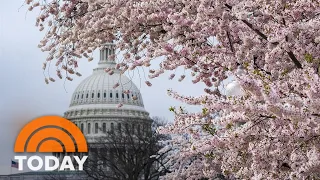 Download Whose idea was it to bring cherry blossoms to DC MP3