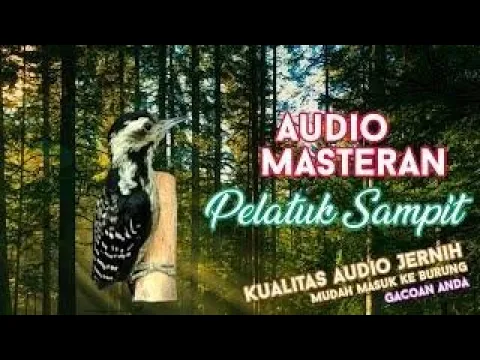 Download MP3 Masteran Pelatuk Sampit Durasi 3 Jam | Audio Jernih.