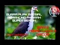 Download Lagu SUARA PIKAT RUAK SPECIAL PANCING PANGGIL AMARAH LAWAN BERSIH#ruakruakliar #ruakruakgacor #ruak2