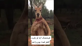هيحصلك إيه لو بقيت كنغر يوم واحد معلومات اكسبلور Animals Facts Wildlife معلومات غريبة 