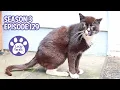 Amazing Rainbow A Trip To Tractor Supply Poo On The Steps - S3 E129