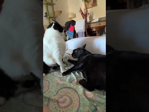 Blacky y Misy se adoran pero aveces se retan y no se por qué?? #cat #gatos