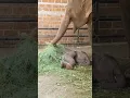 Mother elephant is taking care of her baby elephant while sleeping