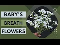 Baby s Breath Flowers - Faux Gypsophila Elegans For Home and Wedding Decoration