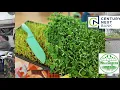 Wall Greens Farm MicroGreens All Things Local
