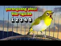 Lagu Suara Burung PLECI GACOR Ngalas 12345 Tembakan,Perangsang Pleci Bustomi Gacor Ampuh